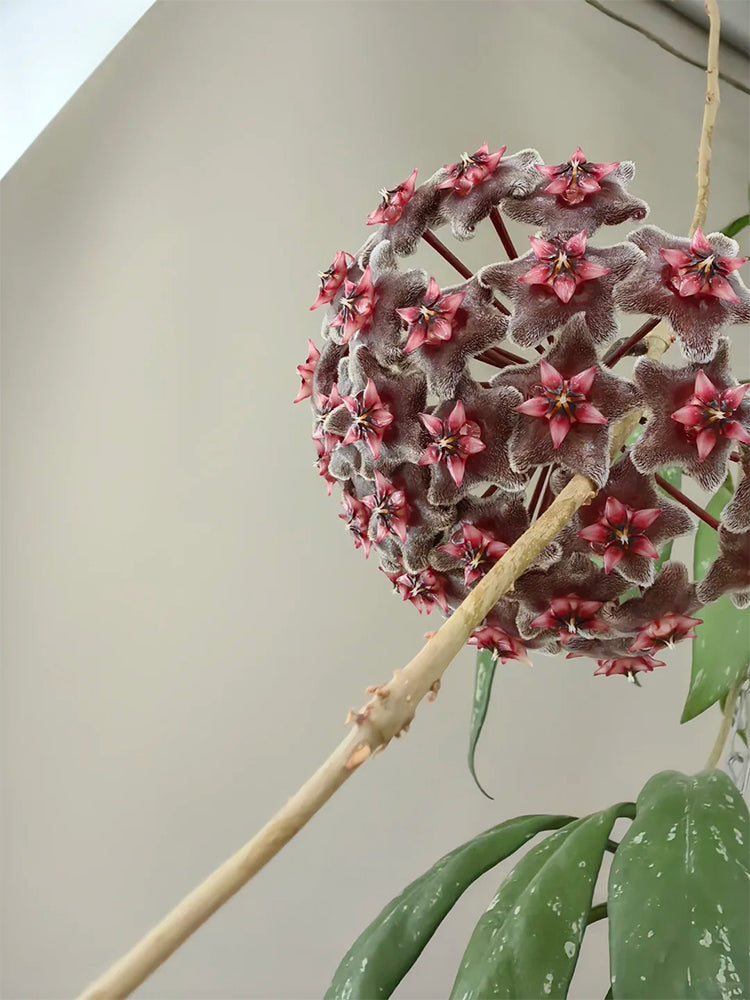 Hoya pubicalyx 'Red Button' Unrooted Stem Cuttings