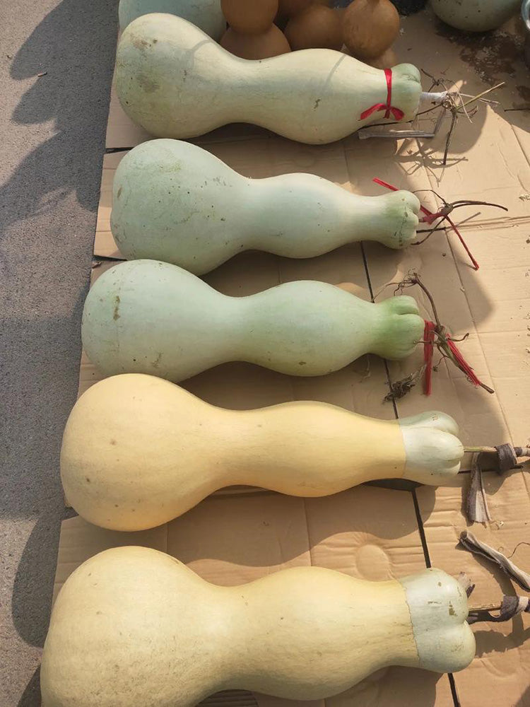 Slender-waisted lotus-head gourd