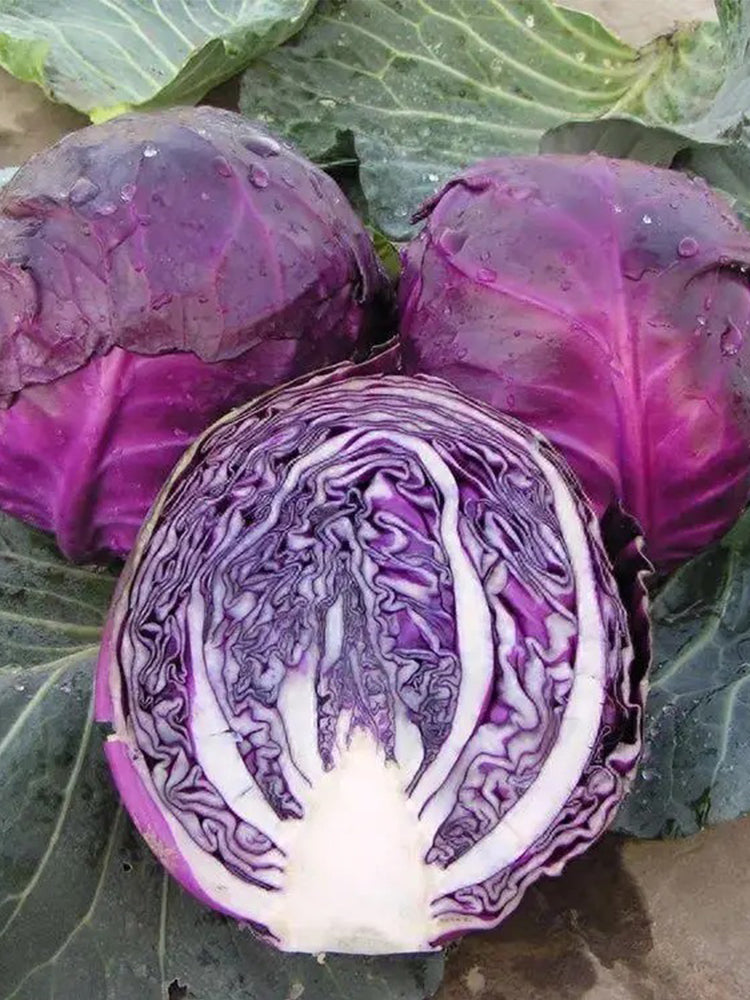 'Purple Crystal' Cabbage