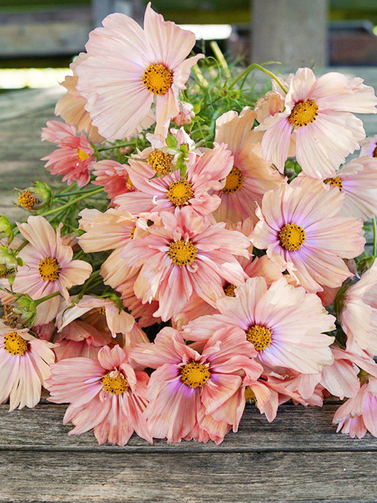 Hezhichun Cosmos bipinnatus 'Apricotta'
