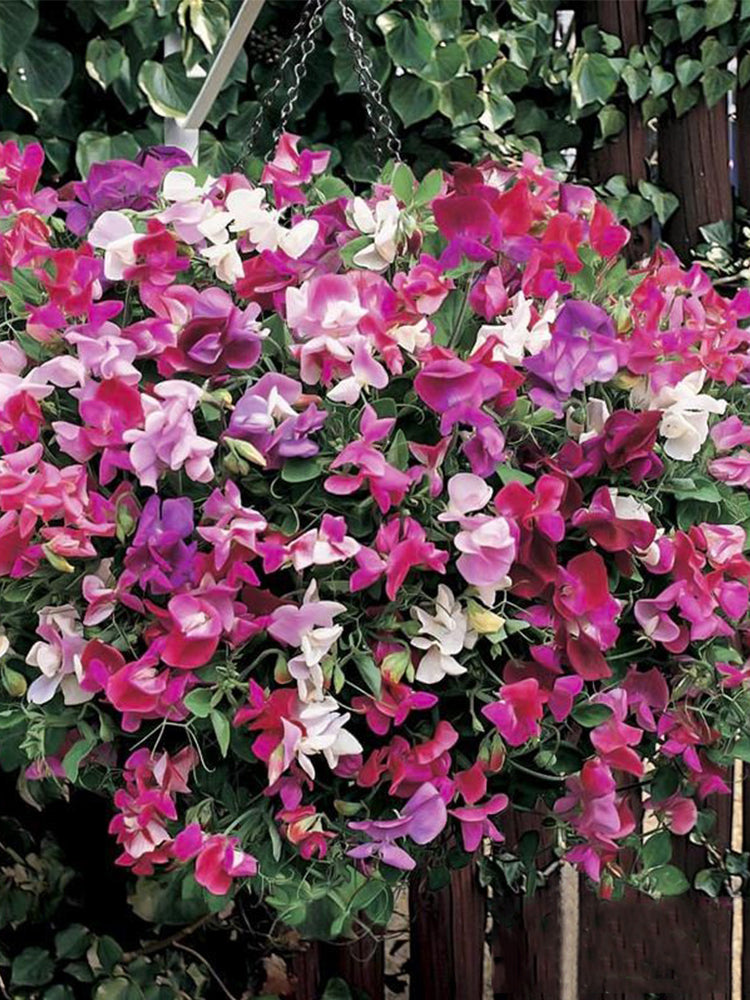 Royal Symphony' Sweet Pea Mixed (Lathyrus odoratus)