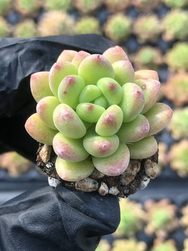 Echeveria cv. 'Shangri-La'