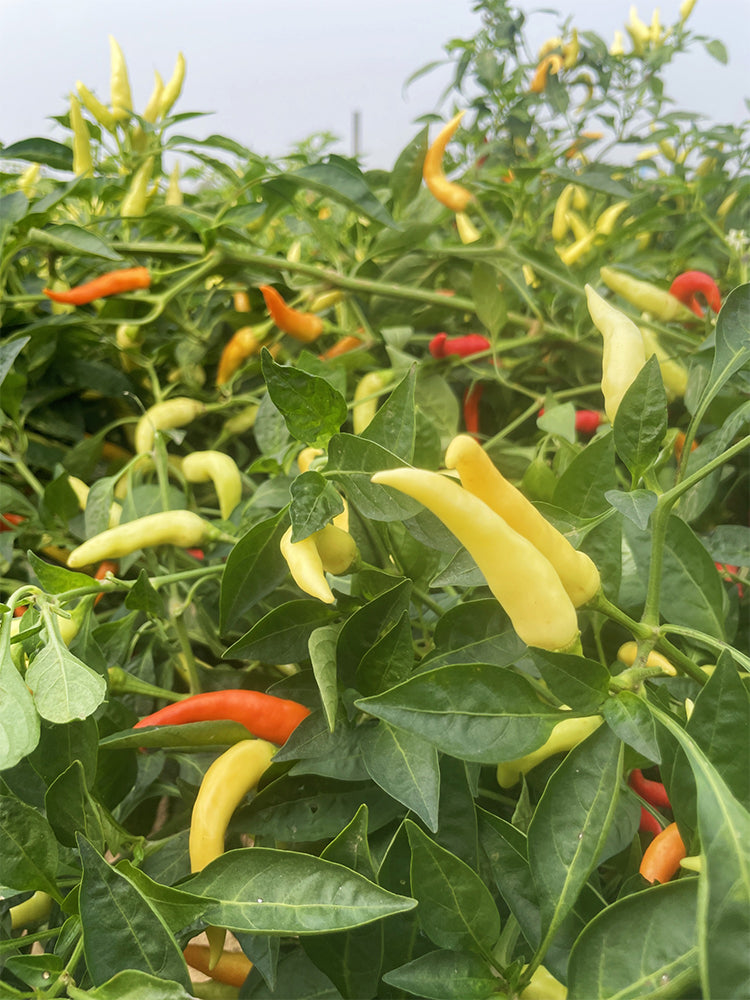 Yanjiao 528 Facing Heaven Peppers