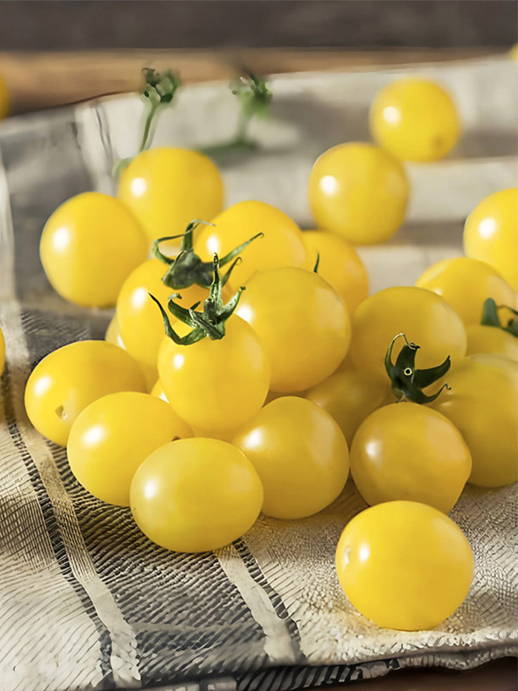 Italian Ice Cherry Tomato