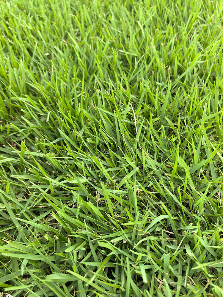 Chinese Zoysia Grass