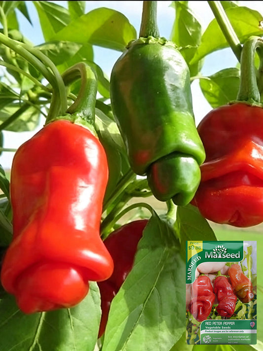 Red Peter Pepper
