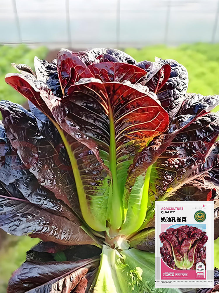 'Creamy Peacock' Lettuce
