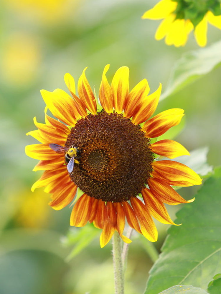 HEL10 Mixed Color Sunflower