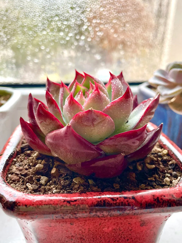 Echeveria cv. 'Fairy of Stunning Grace'