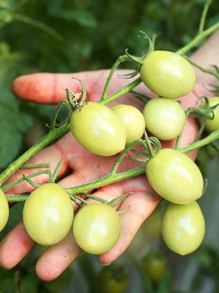 Yanbai No. 9 Cherry Tomato