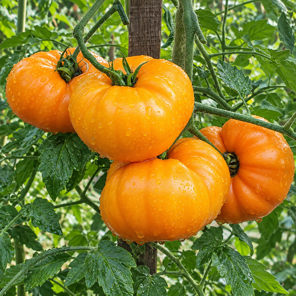 486 Peaches and Cream Tomato