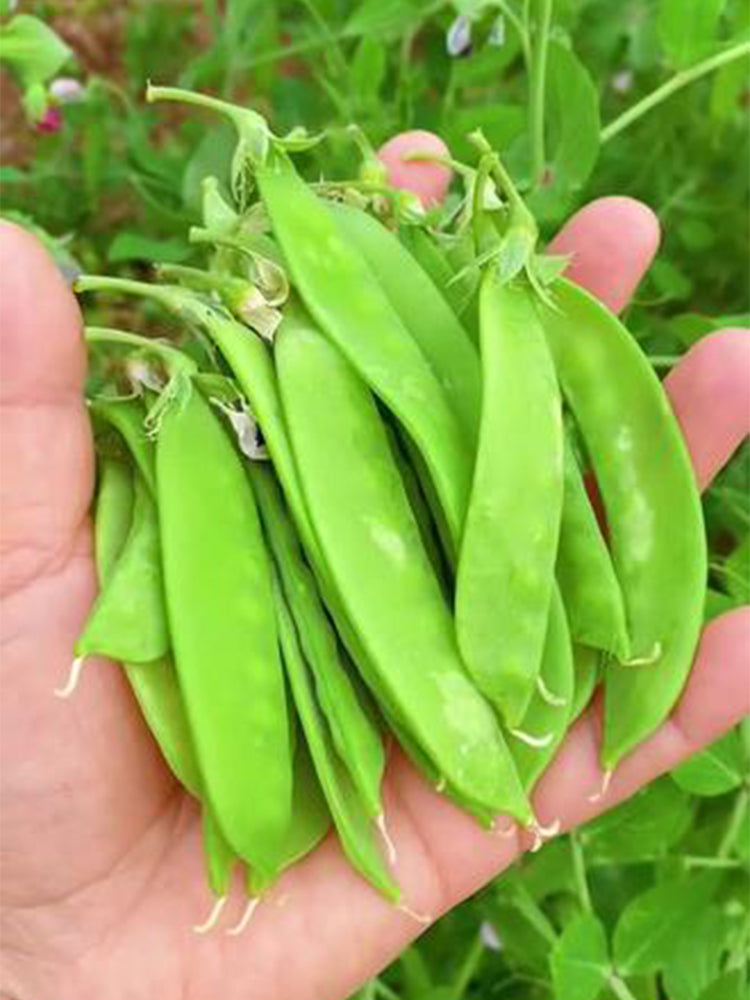 'Cuibao 616' Snow Pea