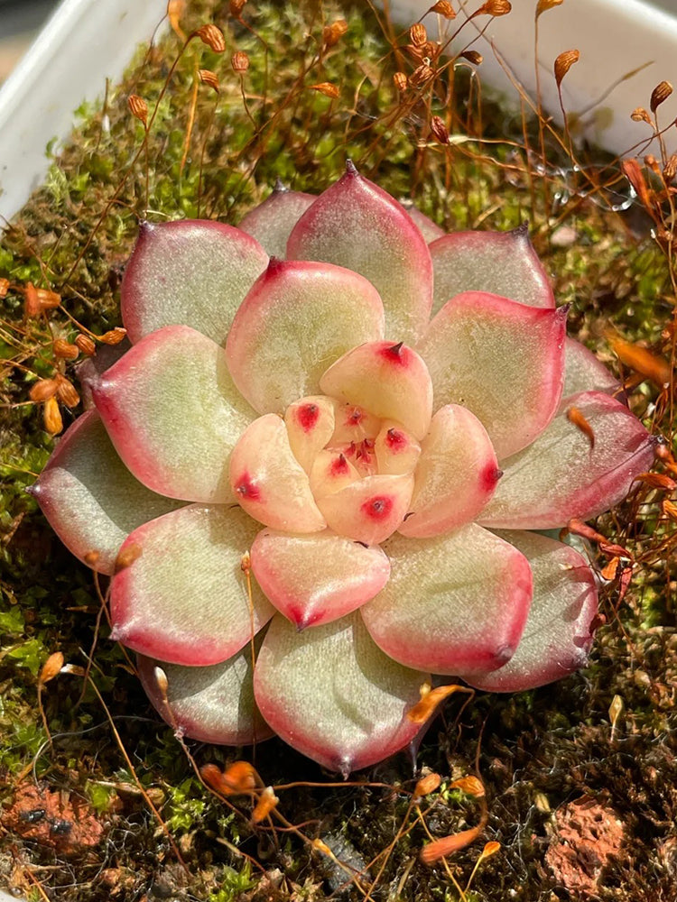 Echeveria cv. 'Starlight Jenny'