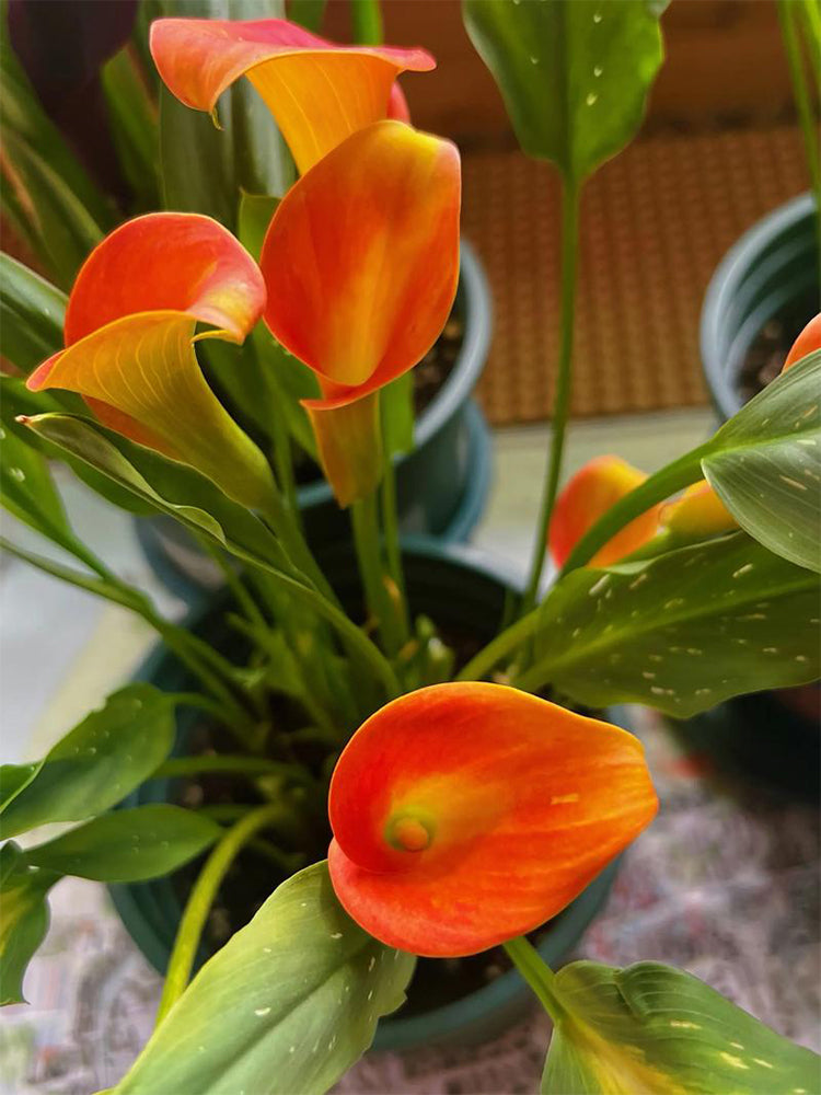 'Rialto' Calla Lily