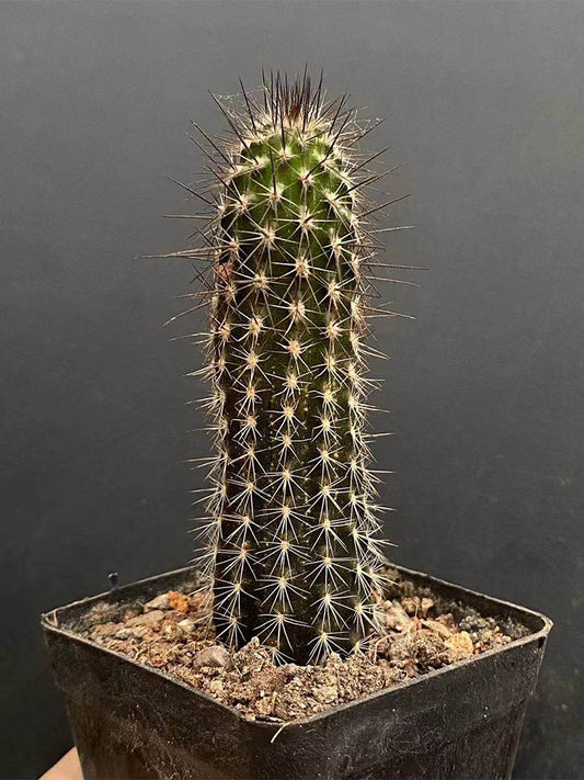 Setiechinopsis mirabilis