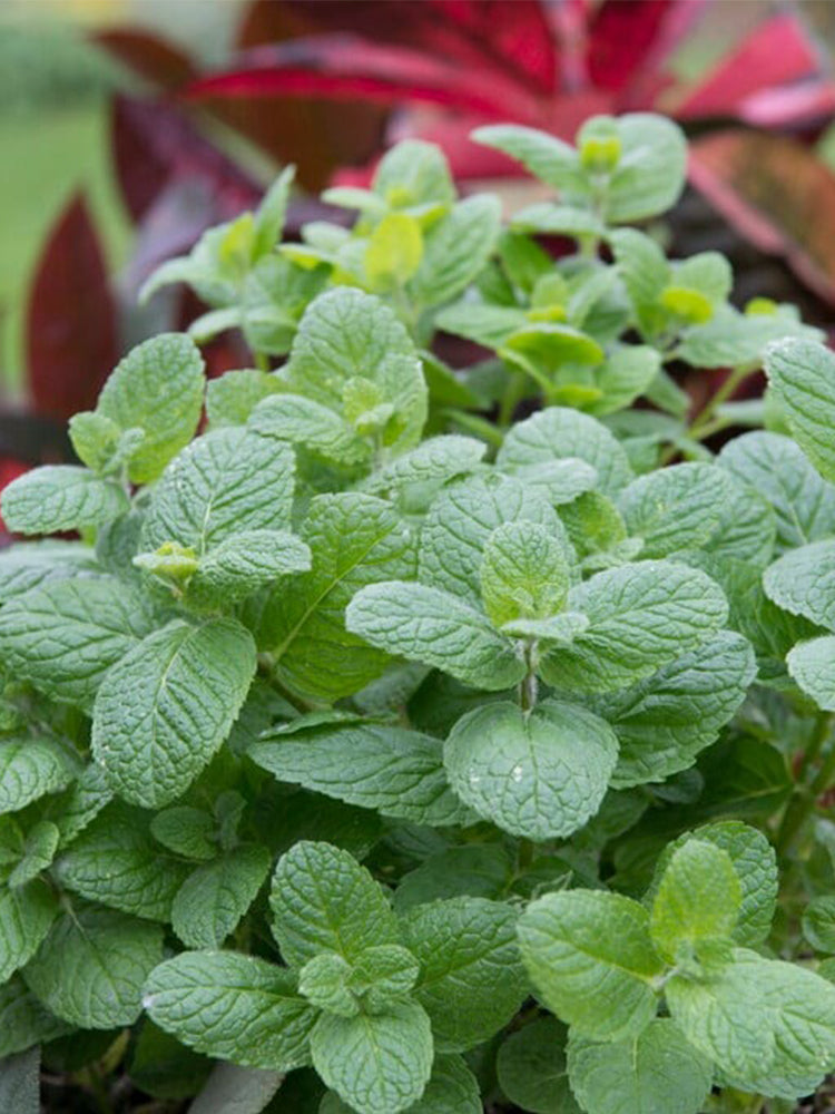 Apple Mint