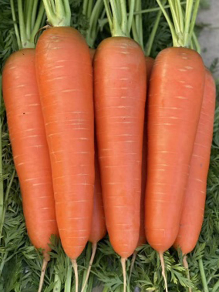 'H1182 F1' Carrot