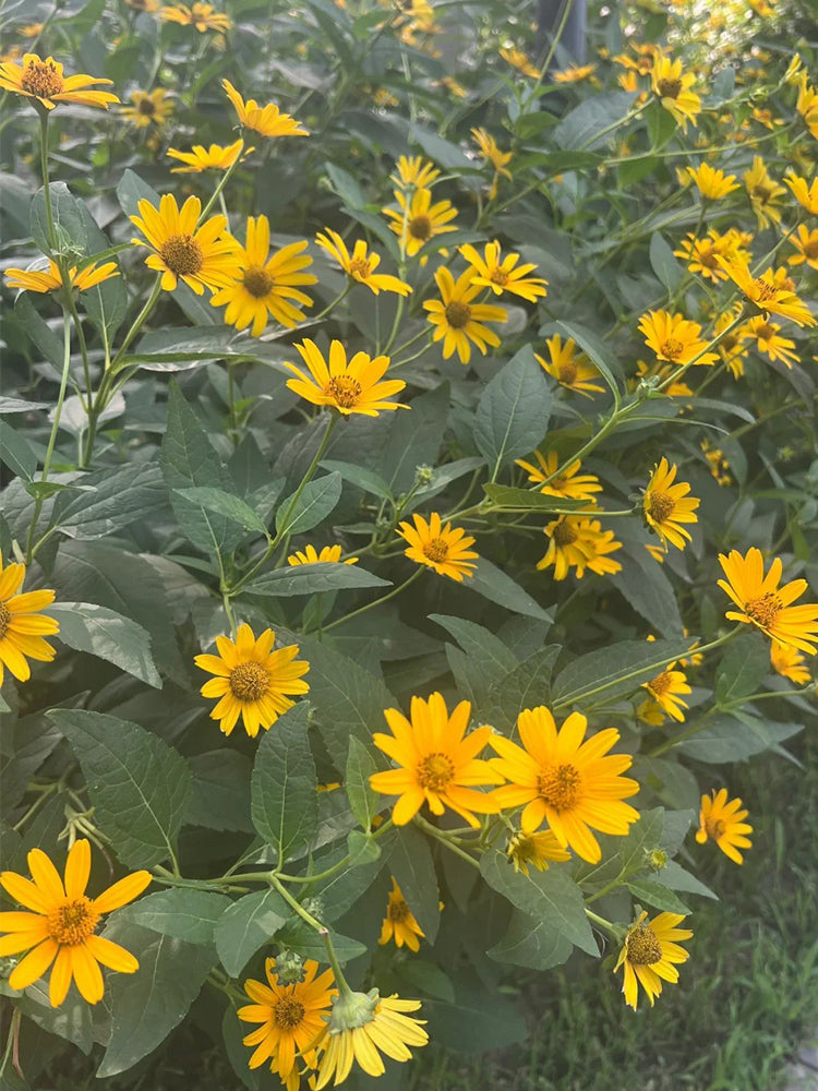 False Sunflower
