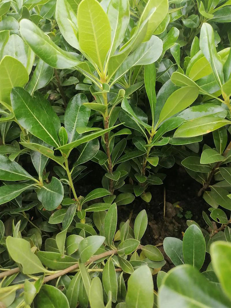 Pittosporum tobira