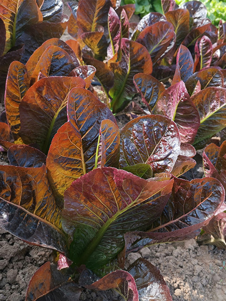 'Creamy Peacock' Lettuce