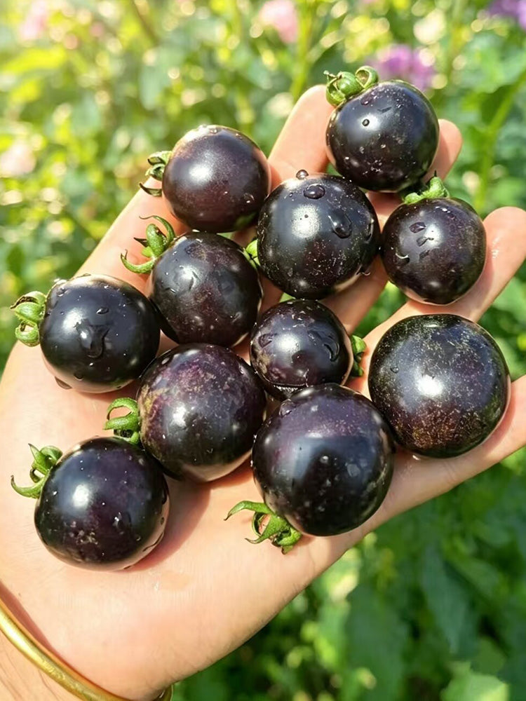 933 Sweet Black Almond Cherry Tomato