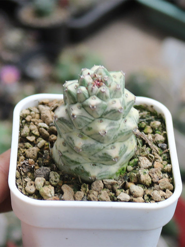 Monadenium ritchiei var. nyambense 'Variegata'