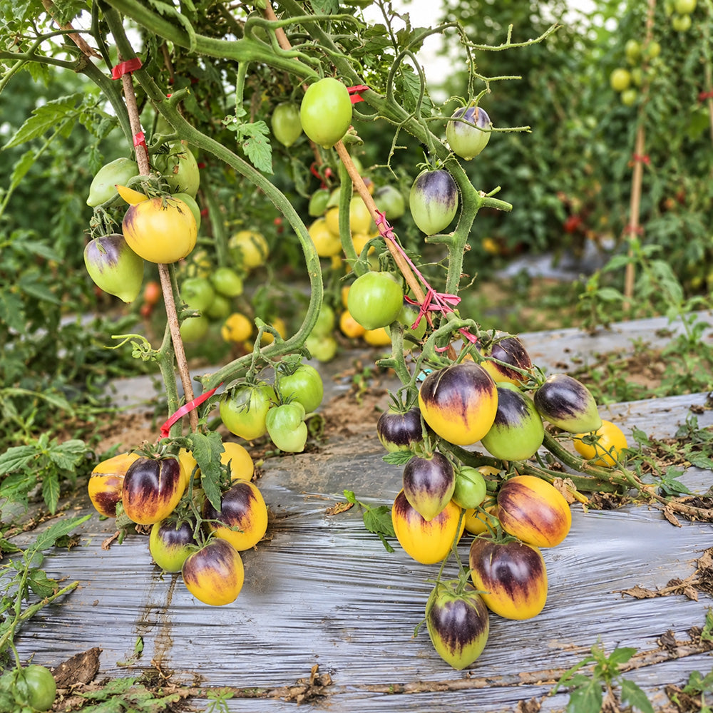 199 Blues on a Platter F5 Tomato