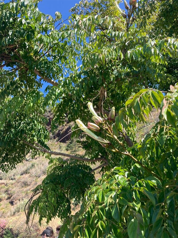 Oroxylum indicum