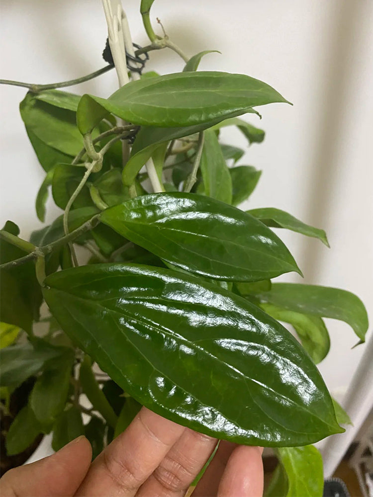 Hoya UT-033 Unrooted Stem Cuttings