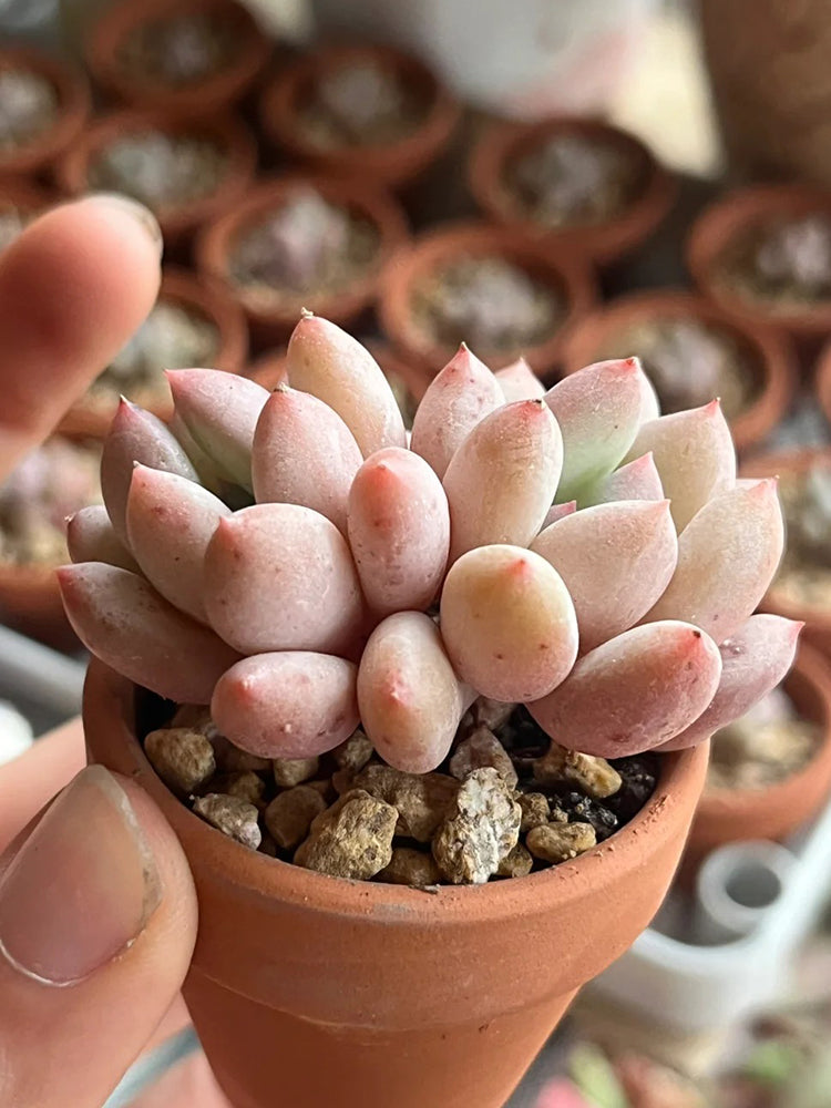 Echeveria 'Perfume'‌