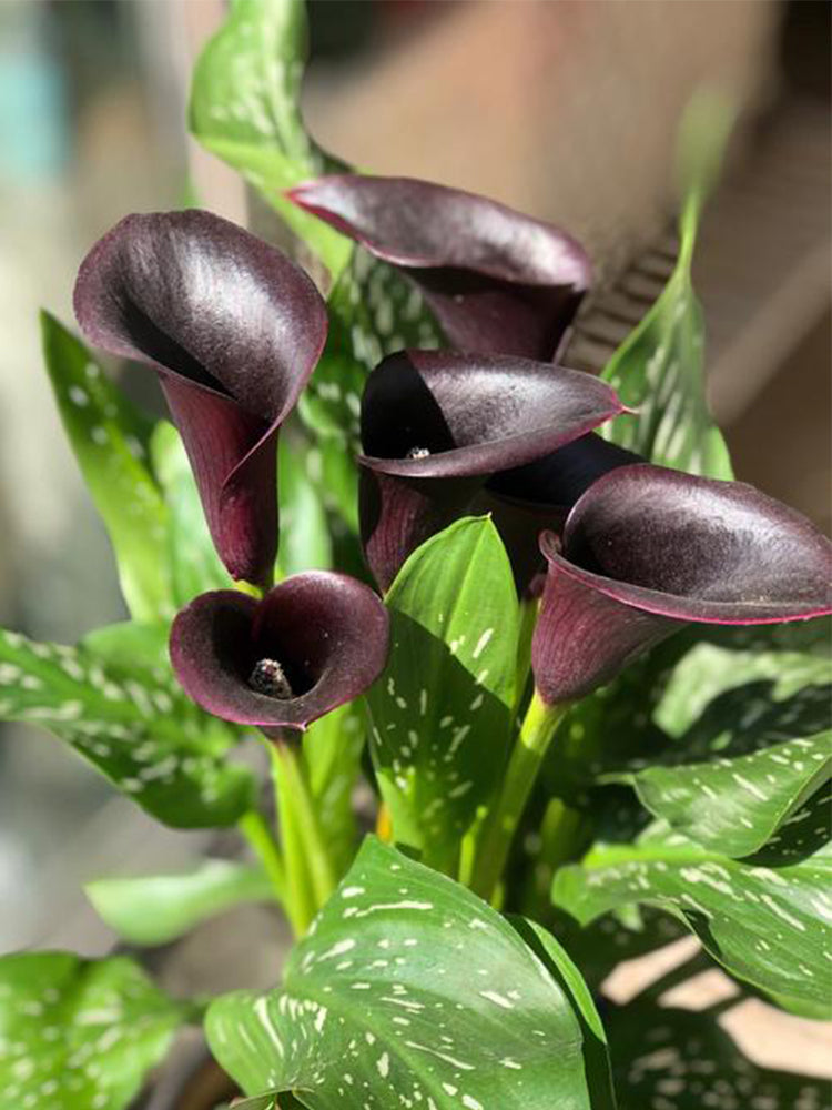 'Black Hero' Calla Lily