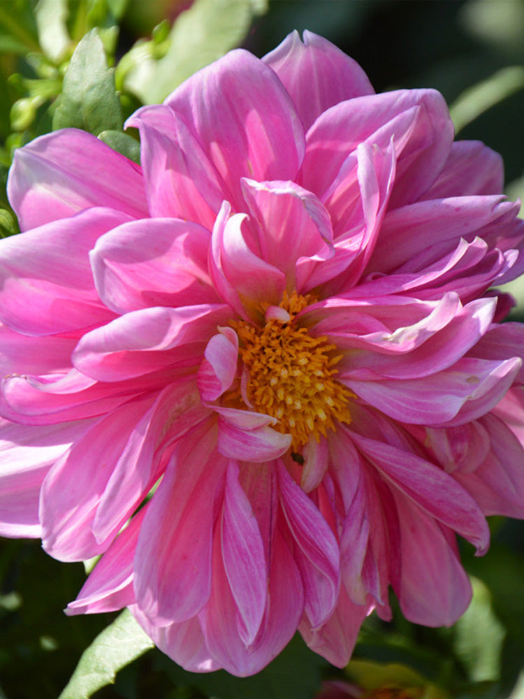 Dwarf Dahlia