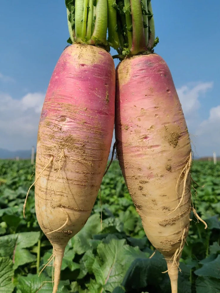 East Sea Fruit Radish