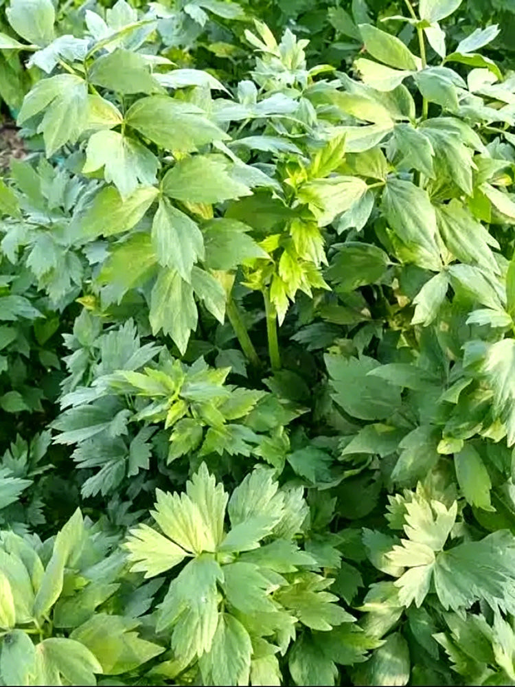 Garden Lovage