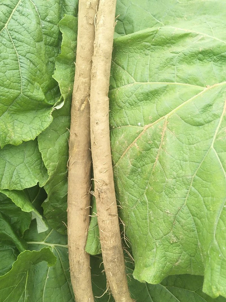 Burdock
