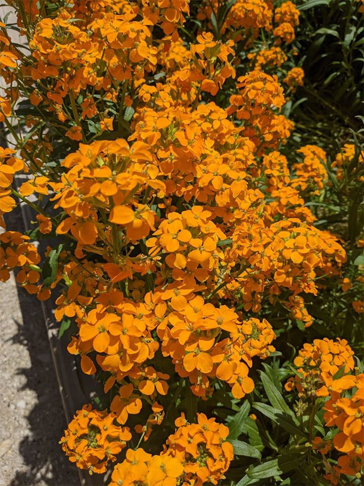Orange Wallflower