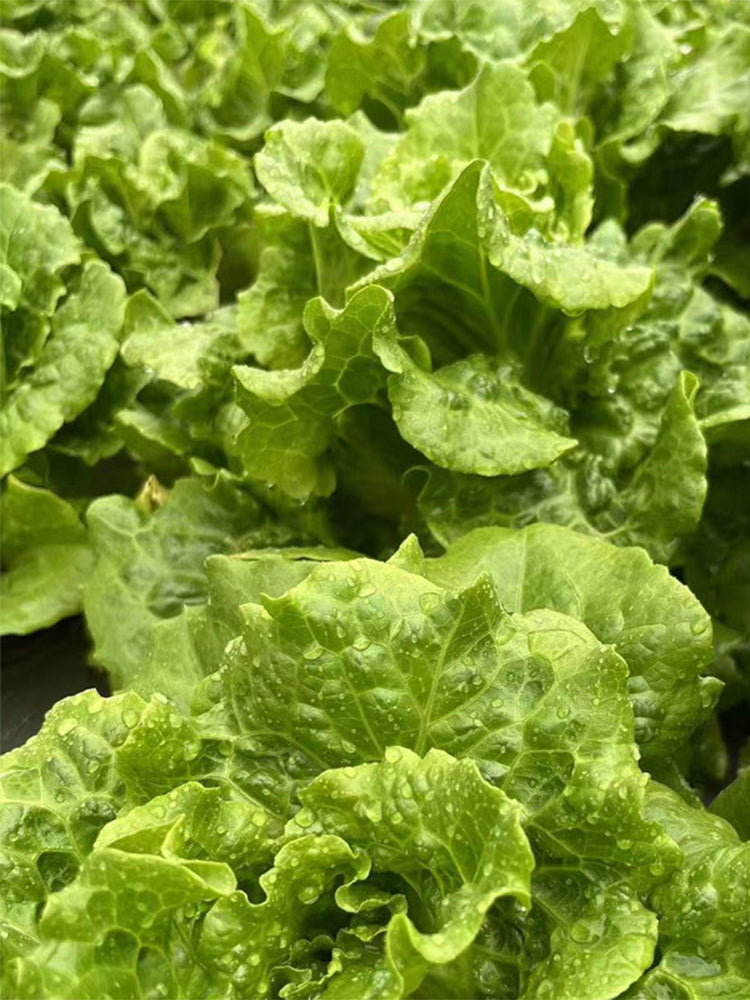 'Jiemei' Late Bolt Italian Lettuce