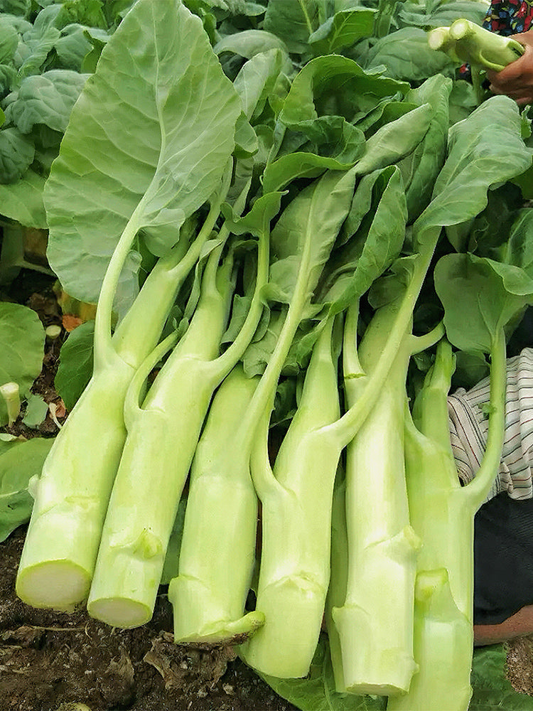 'Jiemei' Big-Stem Chinese Kale