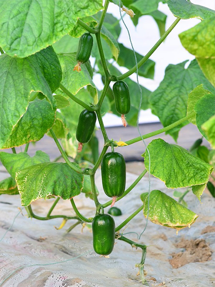 'Golden Boy' Cucumber F1