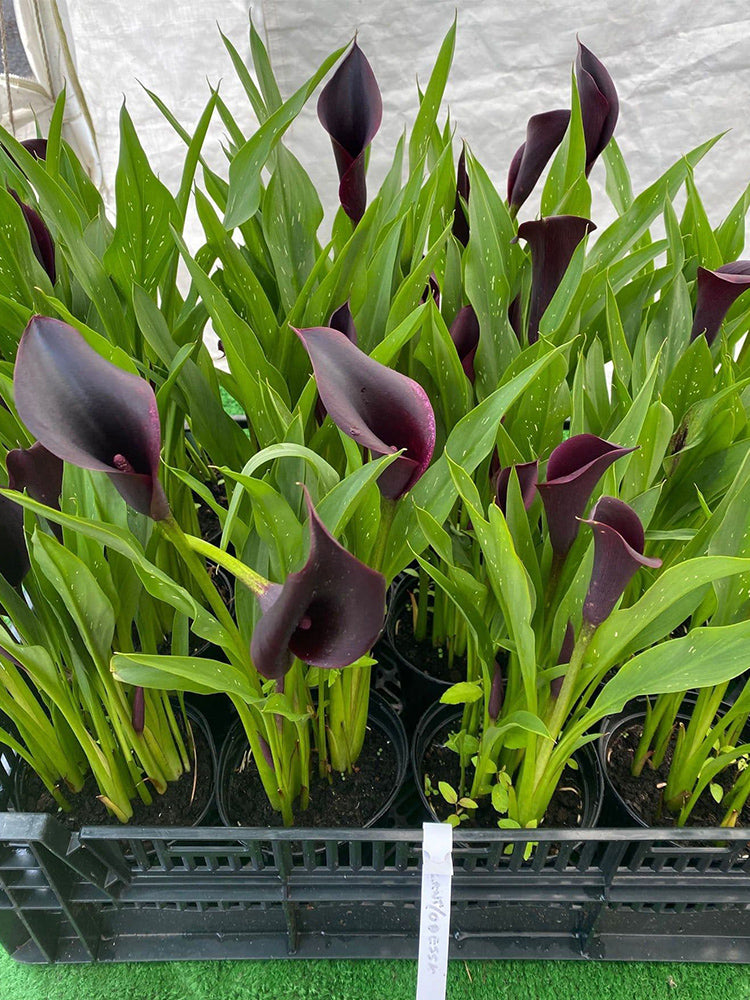 'Odessa' Calla Lily