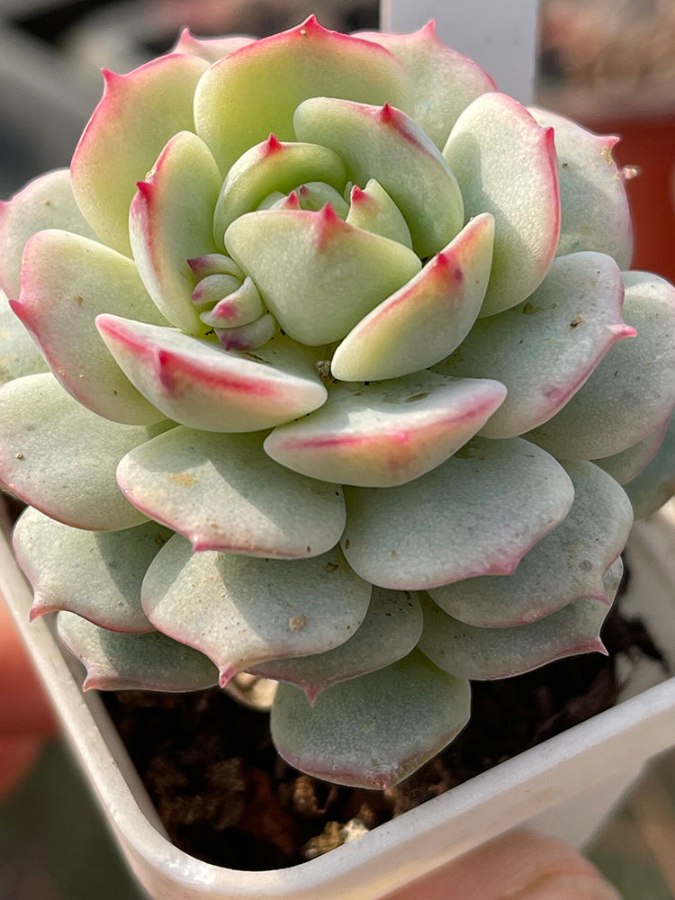 Echeveria derenbergii Captain Hay