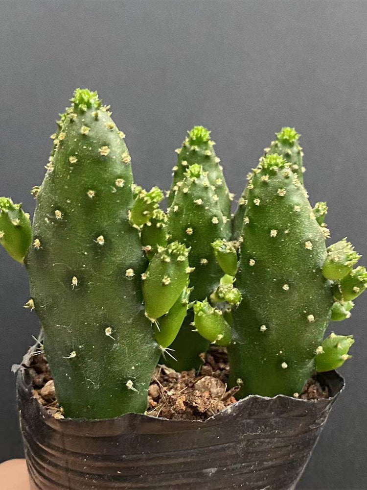 Cylindropuntia leptocaulis