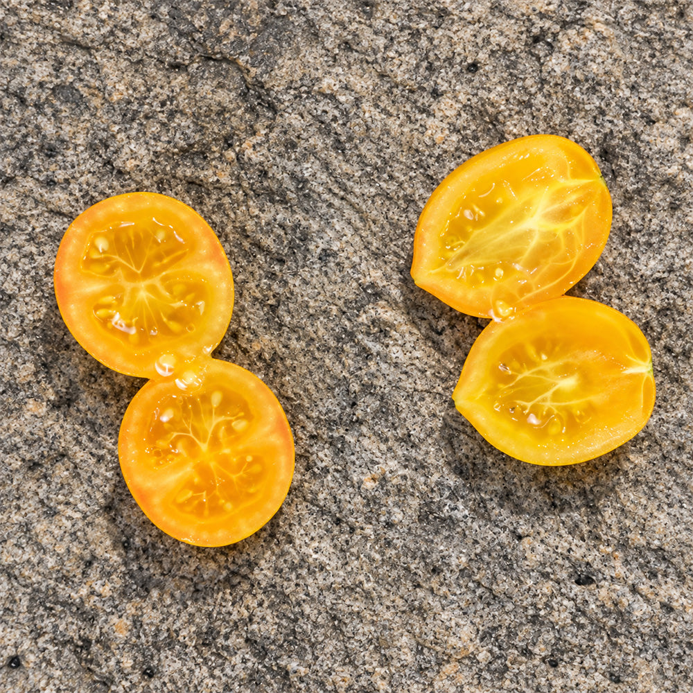 545 Tigret Yellow Tomato
