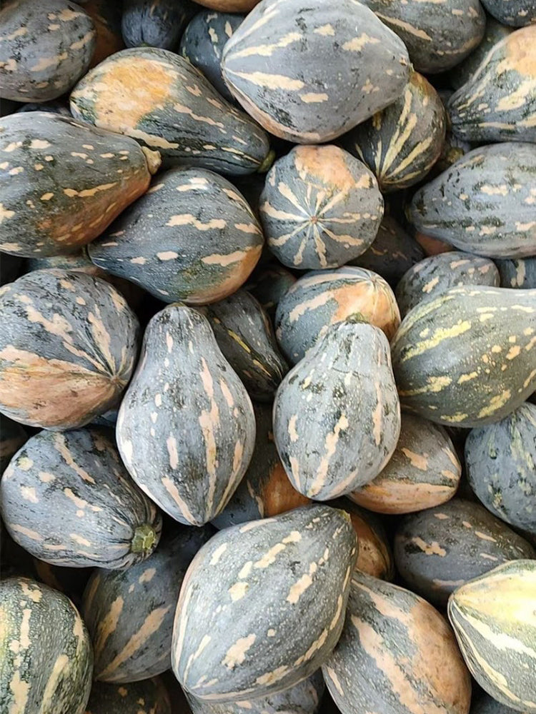 Sweet Taro Flavor Pumpkin