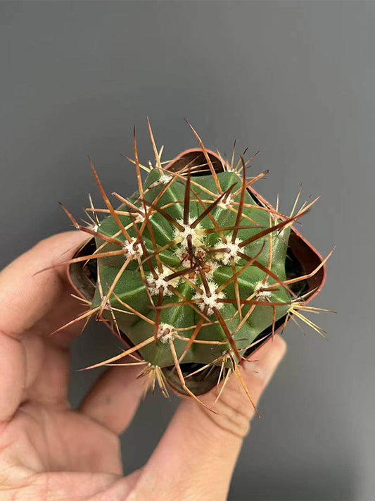 Melocactus amoenus