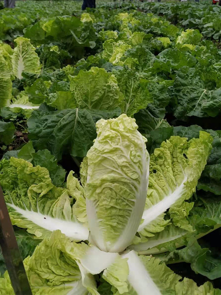 'Dongjia Chunguan' Chinese Cabbage
