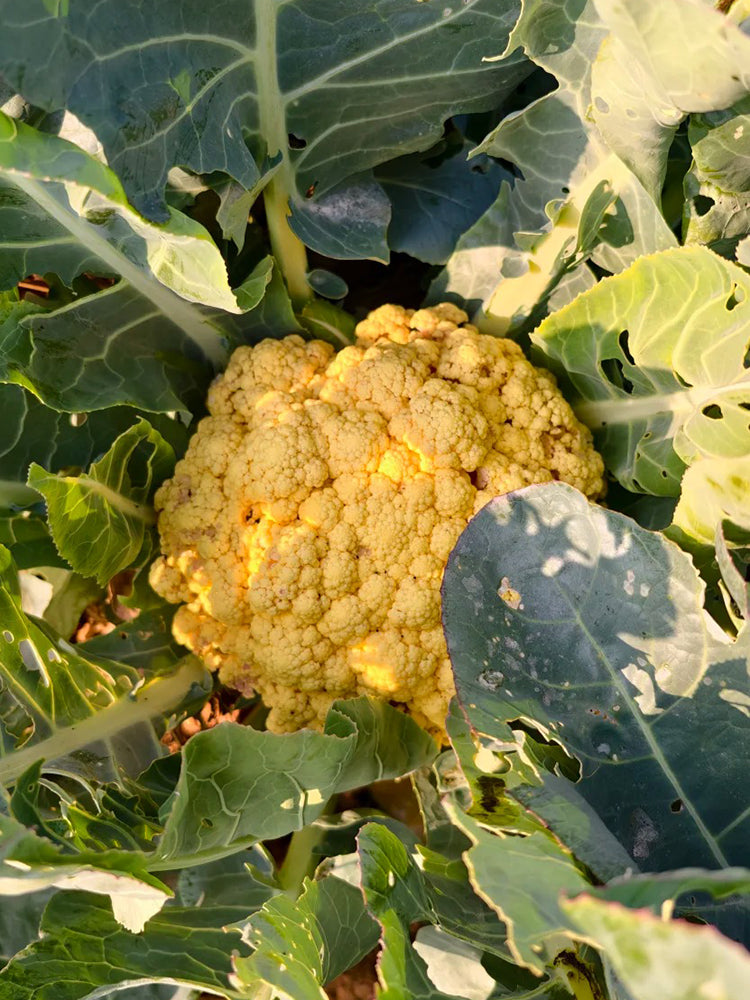 Jin Buhuan Cauliflower
