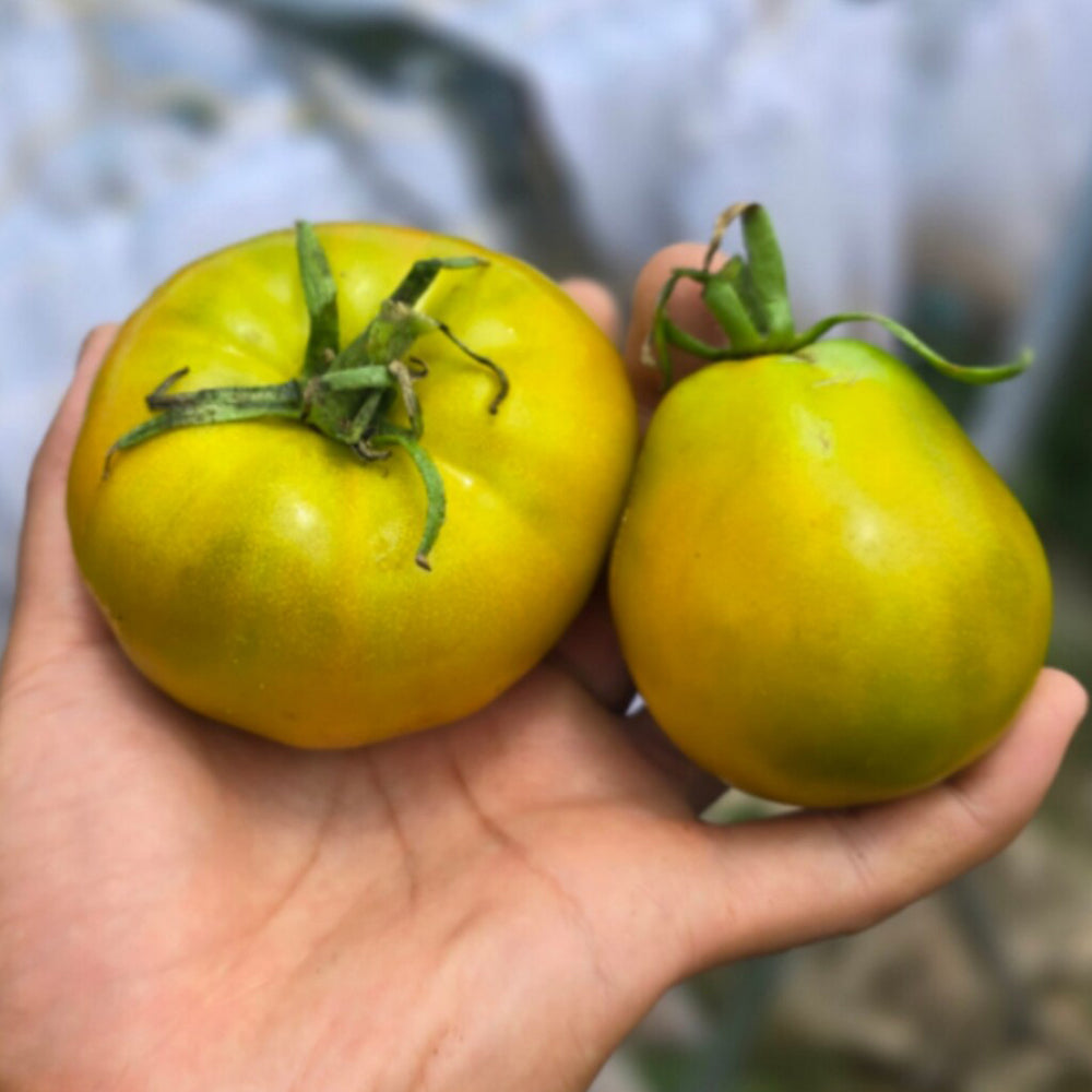 779 Spear's Tennessee Green Tomato