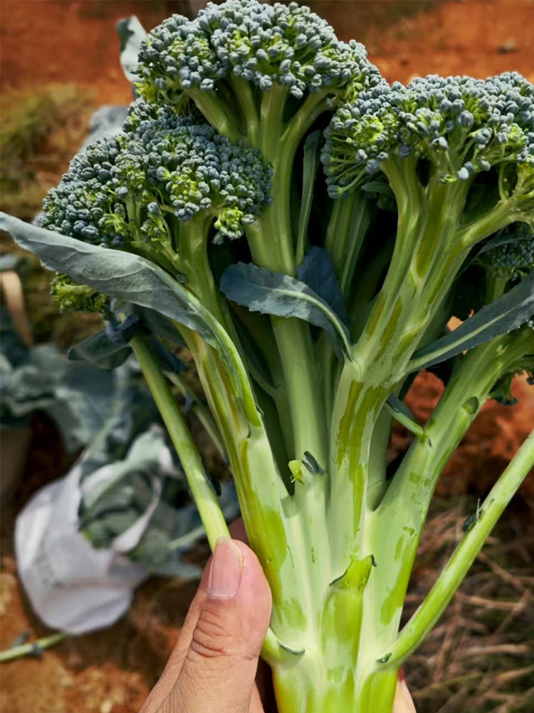 Green Sprouting Broccoli No.2 Hybrid