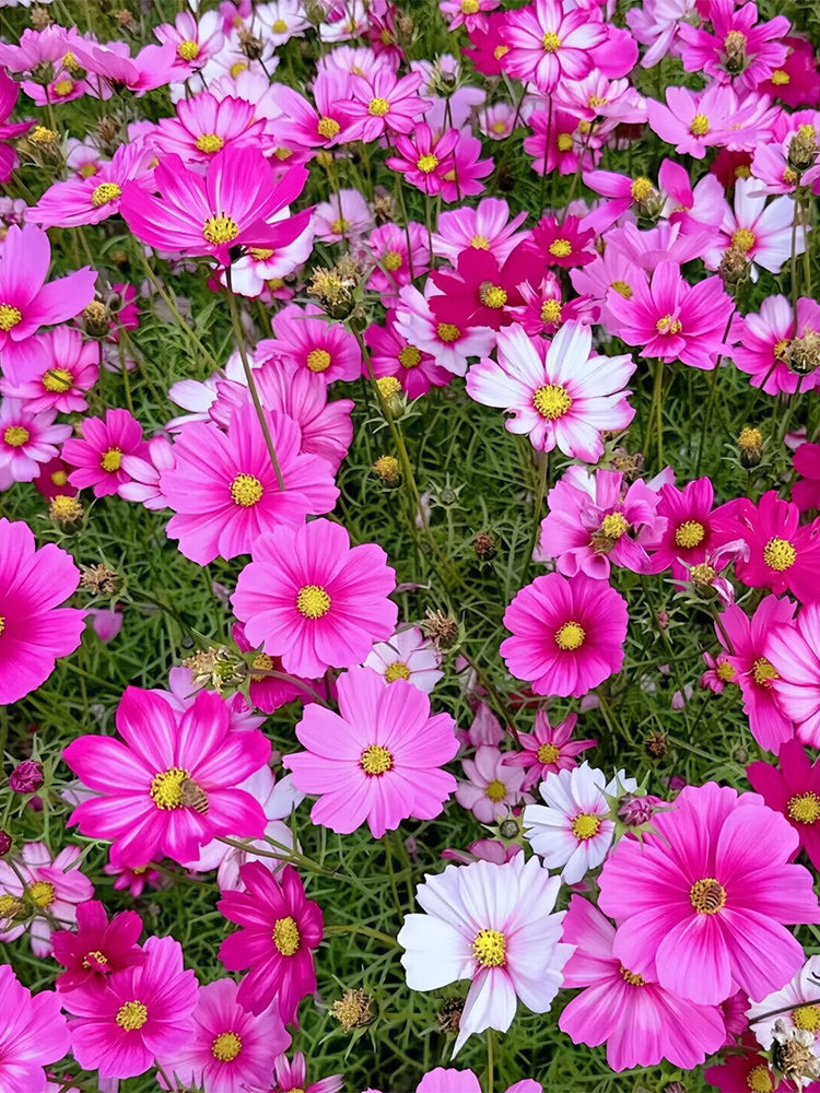 Hezhichun Mixed Color Cosmos